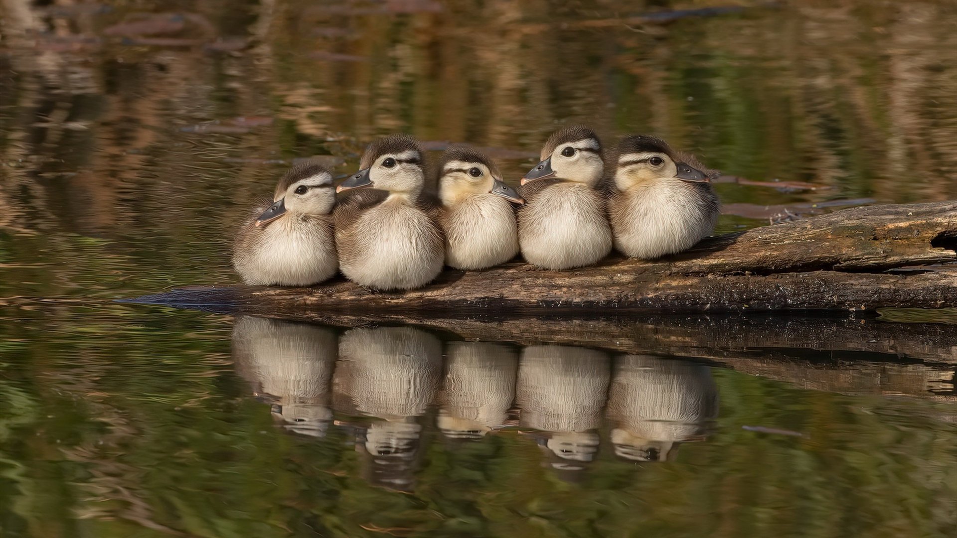 双城记，当CBA鏖战遇上欧冠封神