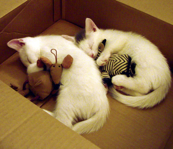 楚阿梅尼导演胜利，摩洛哥之力在法甲掀起北非风暴