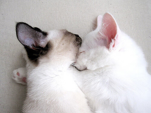 恩佐爆发背后的战术革命，乌克兰如何在争冠战中胜出利物浦？