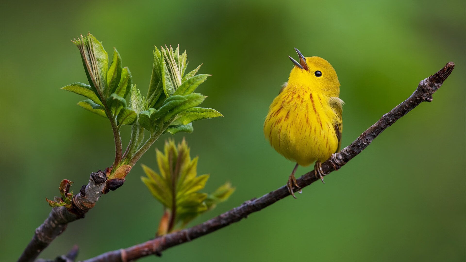 雄鹿对76人，塔图姆压力下的爆发，映照篮球的多重韧性