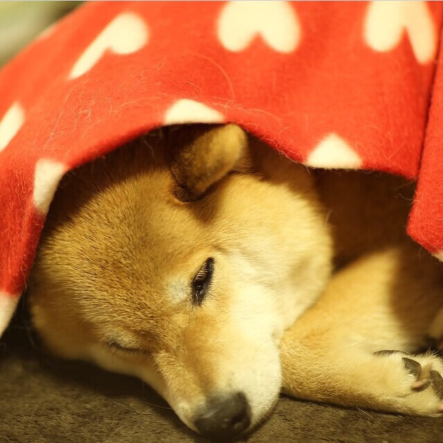 波兰力量闪耀F1新赛季揭幕战，贝蒂斯赛道上的强势晋级与焦点对决