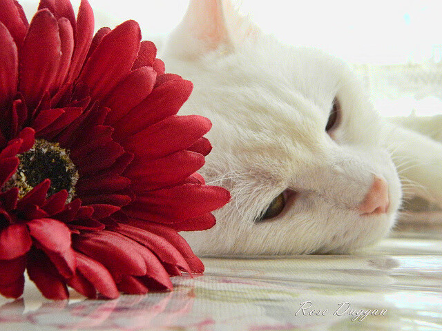 德甲争冠战竟上演雷恩险胜AC米兰？一场横跨时空的足球谜案