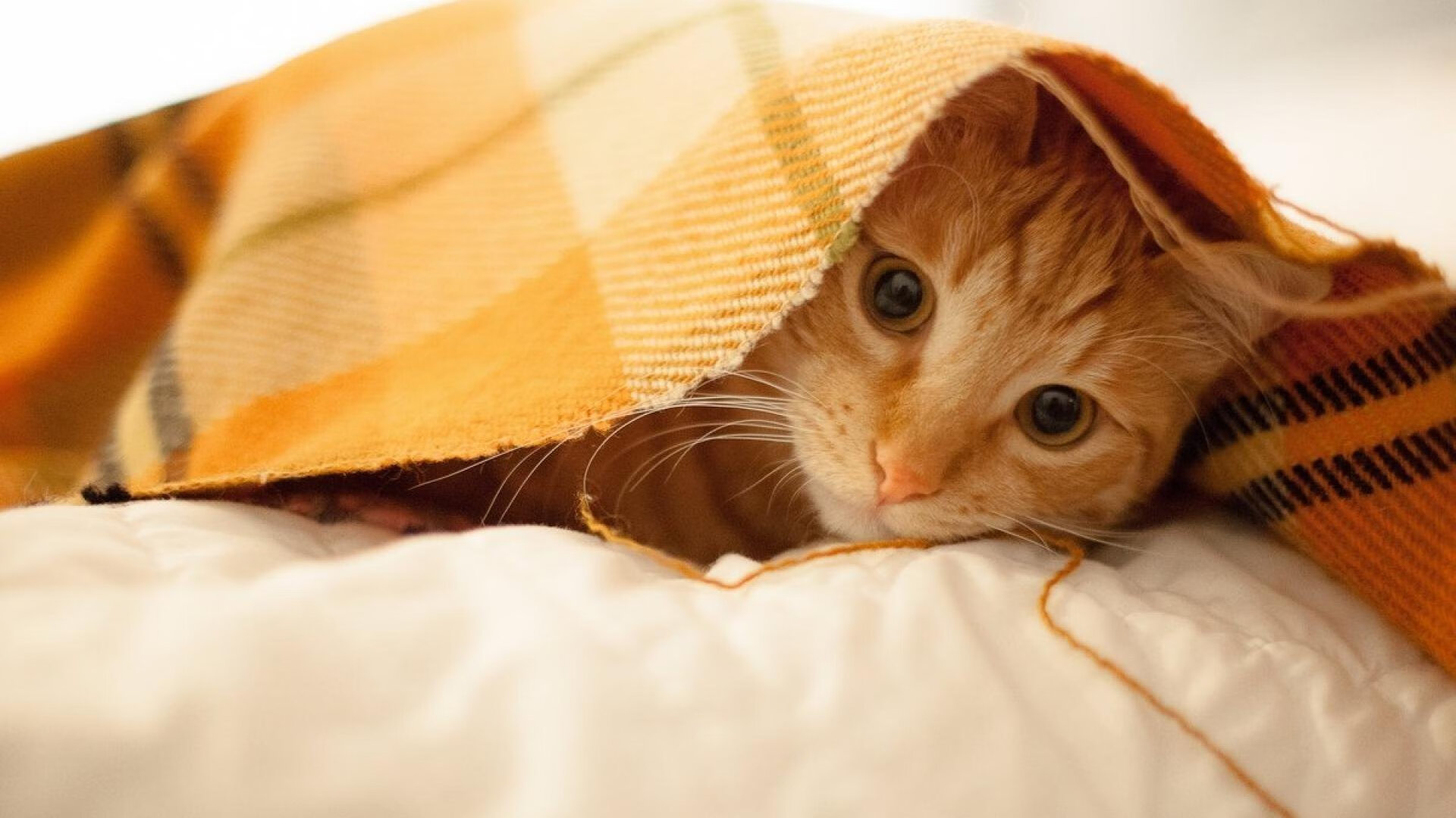 杆位发车！吉林队如F1闪电战般连续得分压制步行者