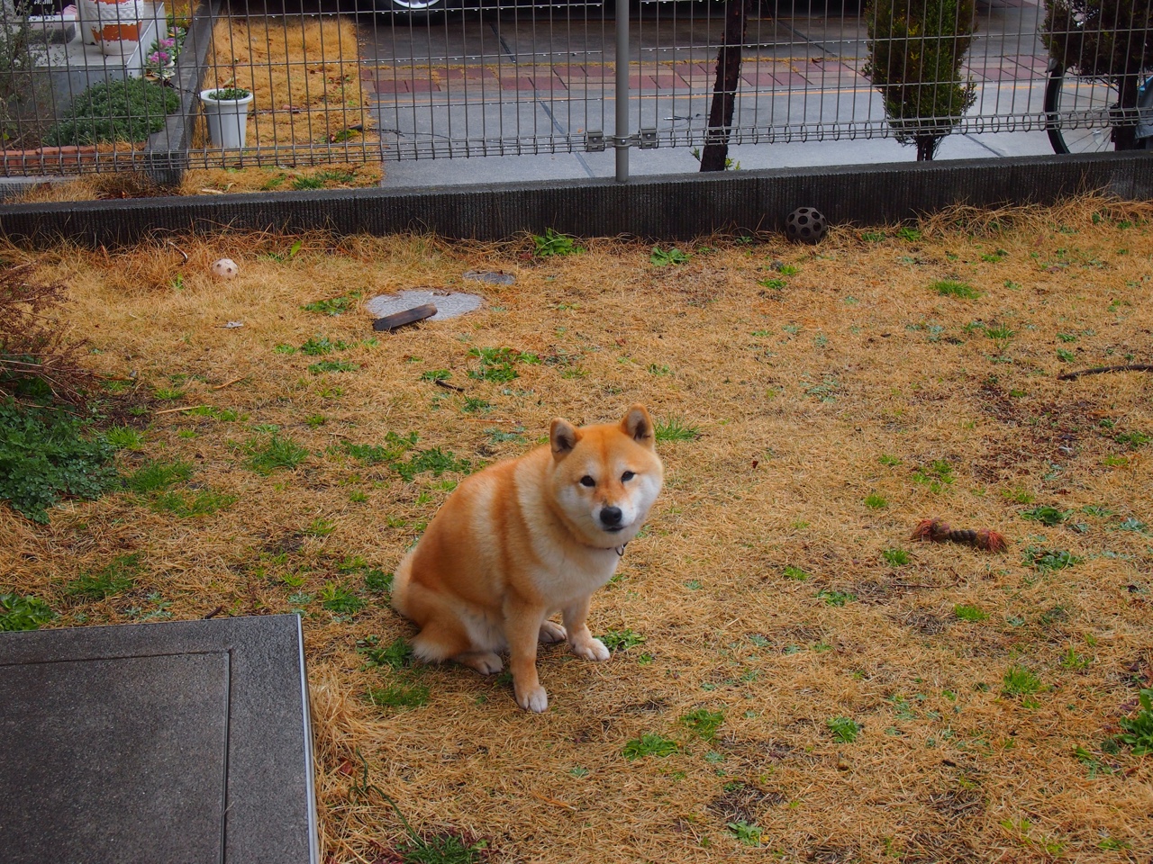 大赛先生加克波，欧冠挑落里昂，国家队决胜几内亚