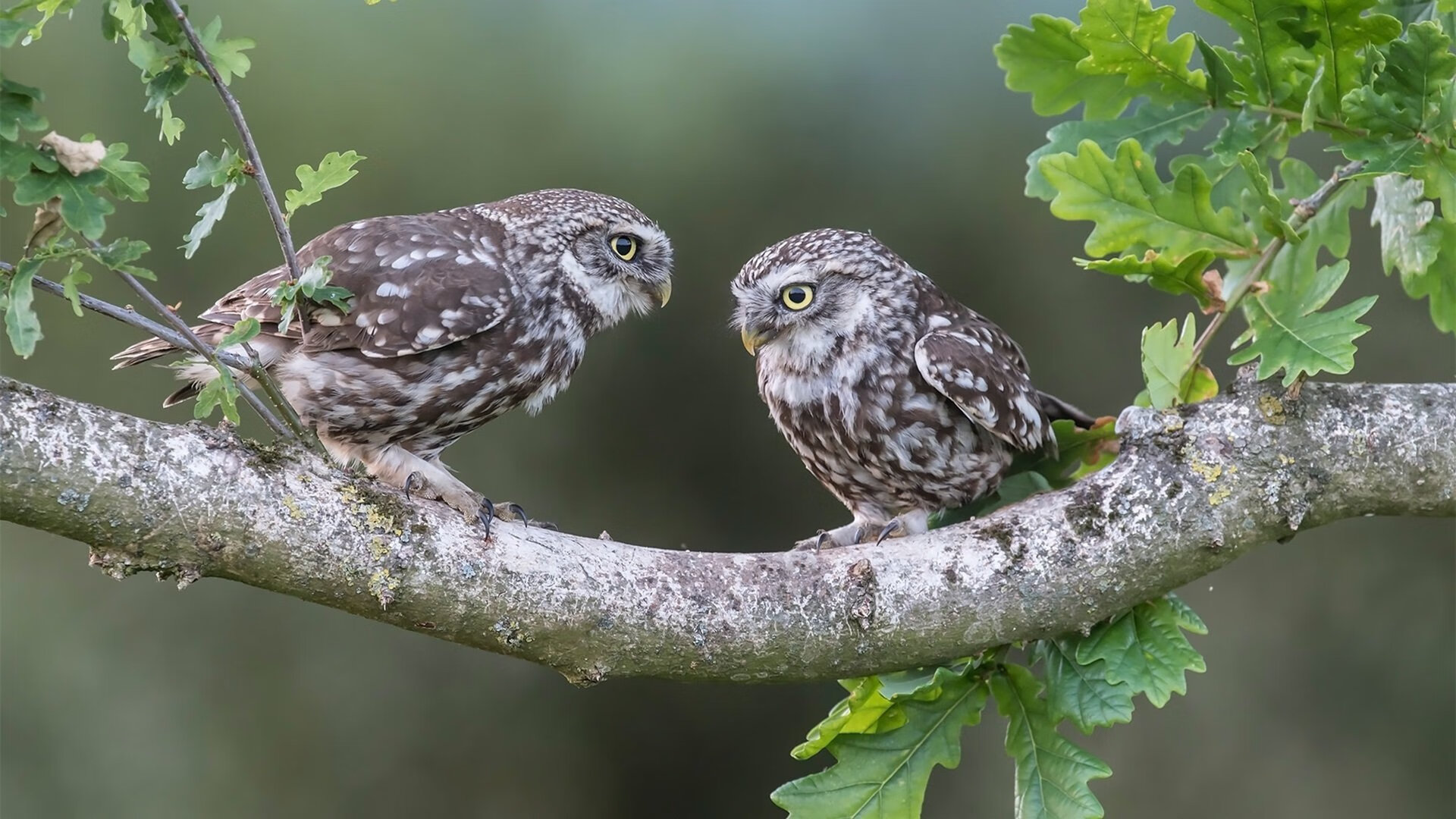 跨界风暴，山西队篮球场碾压独行侠，约基奇绿茵场主宰英超争冠