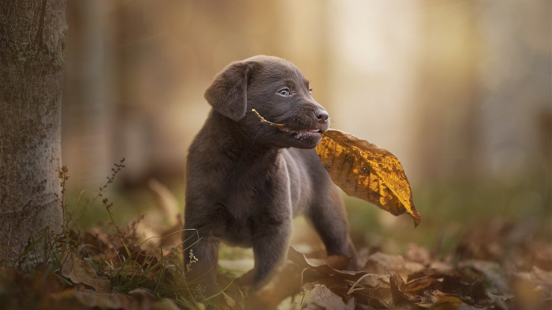 世纪之战，C罗天神下凡挽狂澜，法国铁骑压哨斩红黑