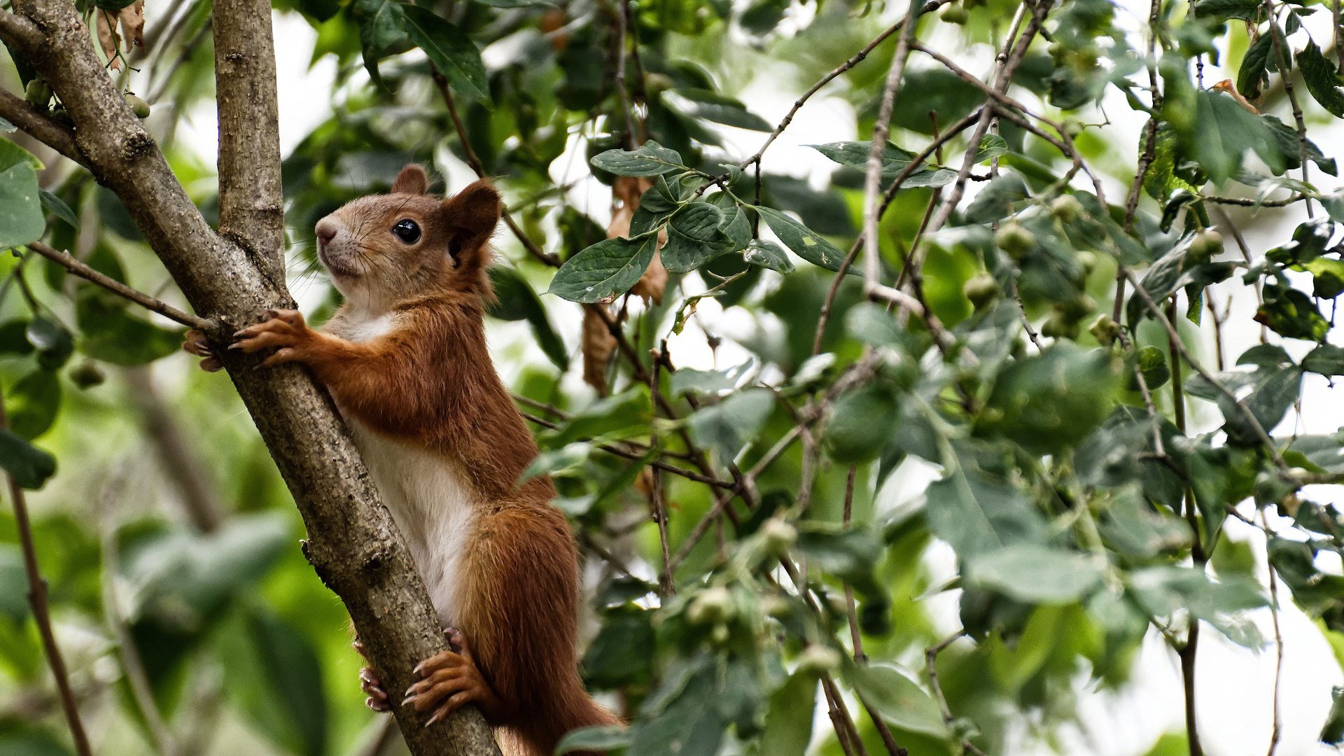 F1年度争冠之夜，唯一没碰方向盘的他，成了所有镜头的焦点