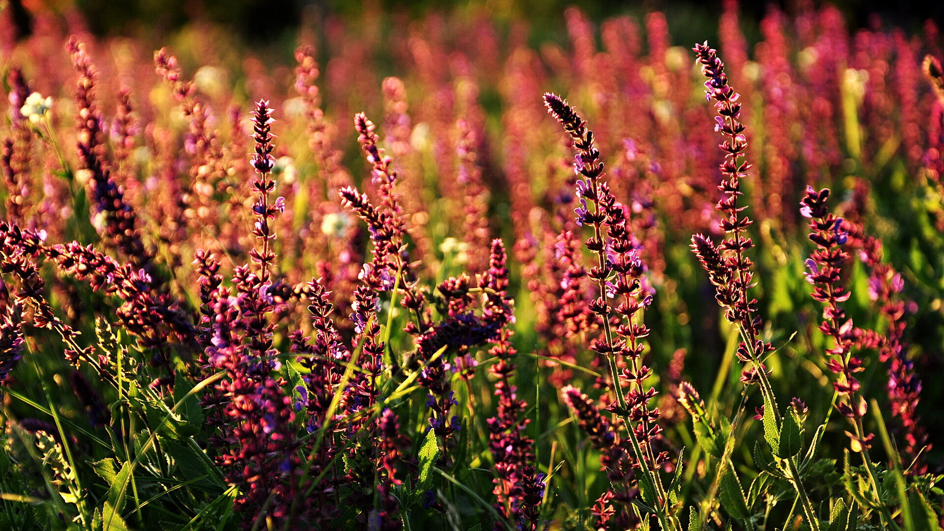 风暴眼，迪亚斯如何在下半场接管比赛，击碎皇家社会的欧冠梦想
