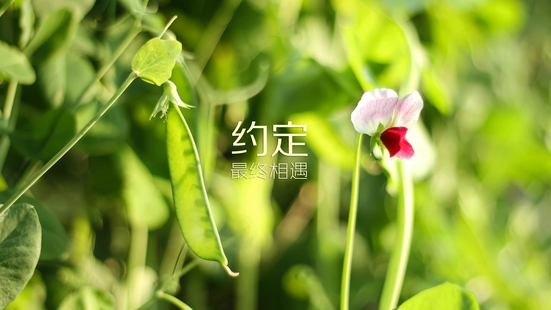 蓝衣颠覆，2026世界杯F组冷夜，伊拉克奇袭乌拉圭，莫德里奇奏响反向交响曲